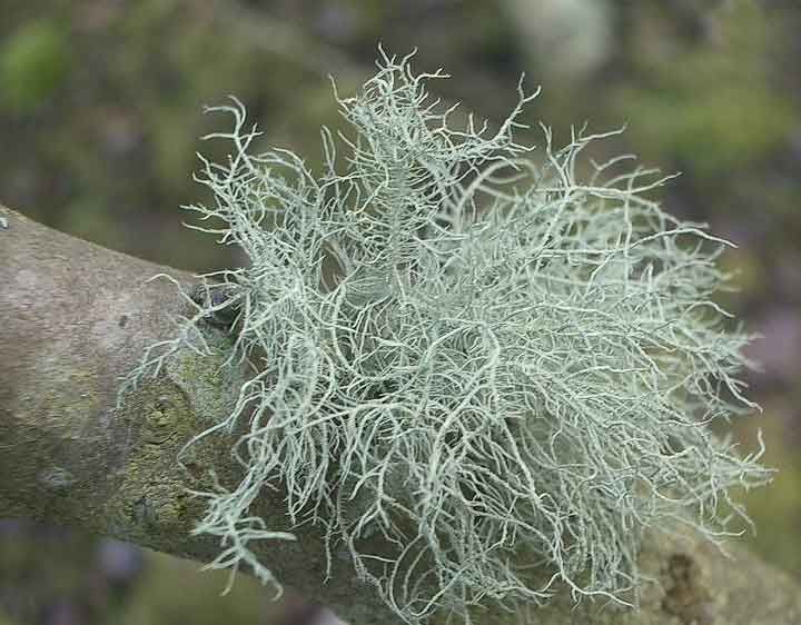Organic Usnea Tincture 2 fluid oz