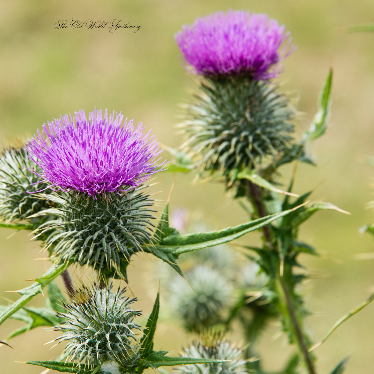 Organic Milk Thistle Tincture 2 fluid oz.
