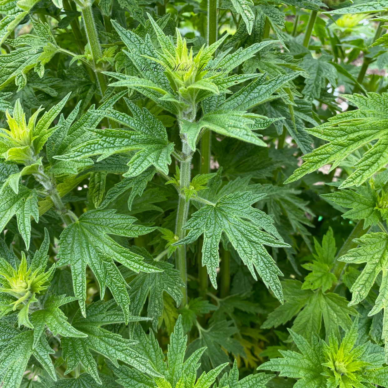 Organic Motherwort Tincture 2 fluid oz