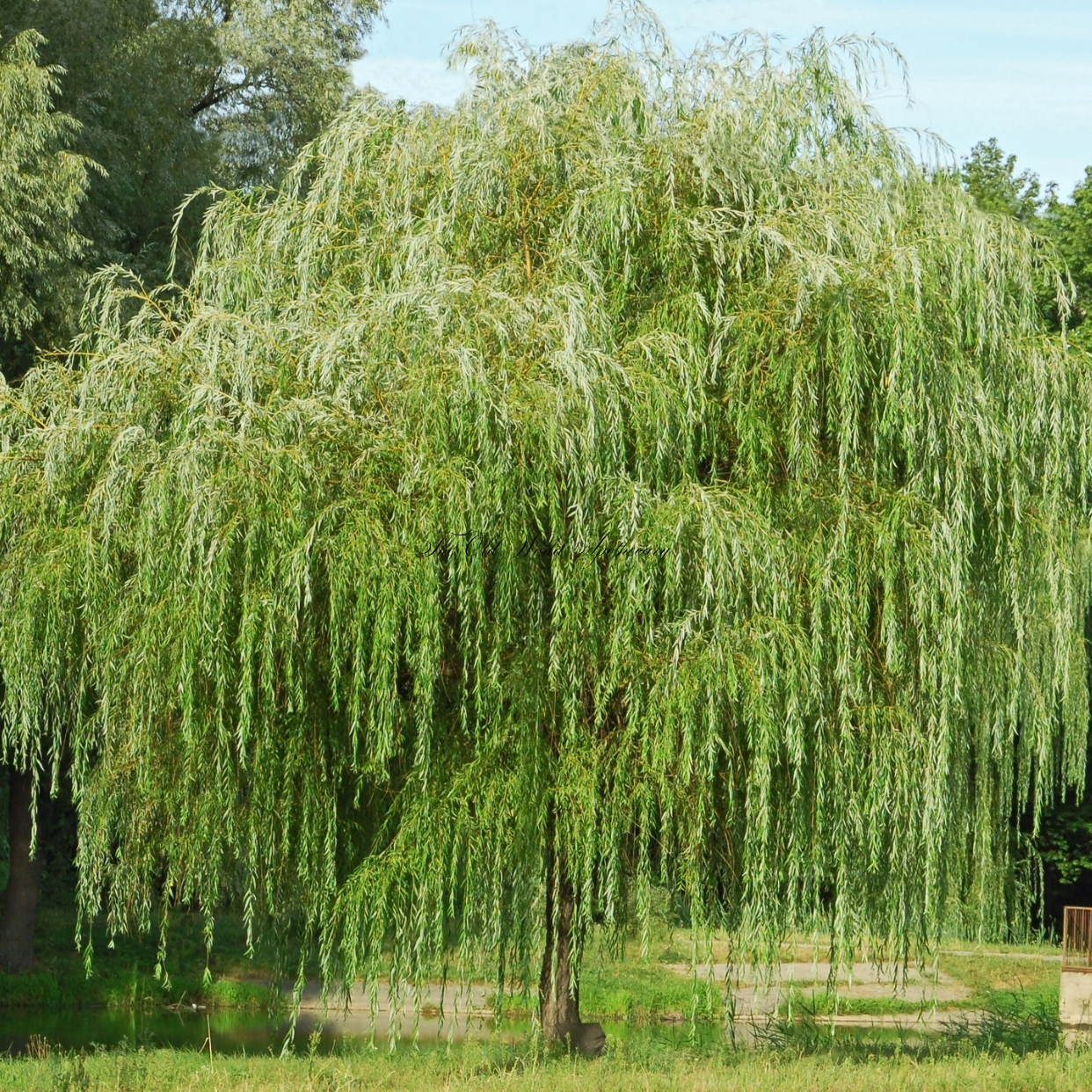 Organic White Willow Bark Tincture 2 fluid oz