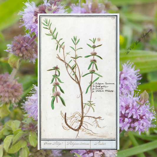 Organic Pennyroyal Tincture 2 fluid oz