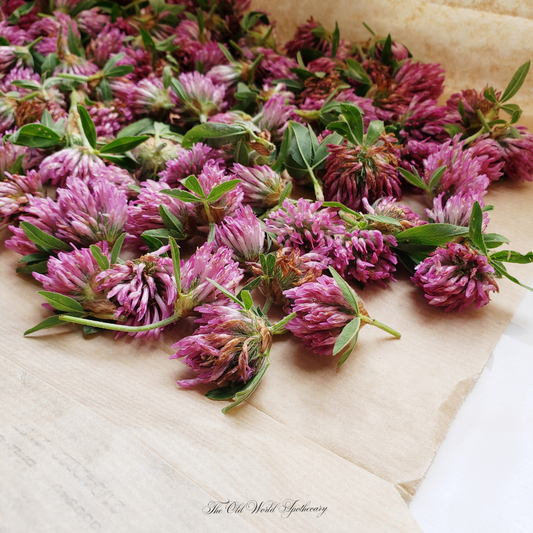 Organic Red Clover Blossom Tincture 2 fluid oz