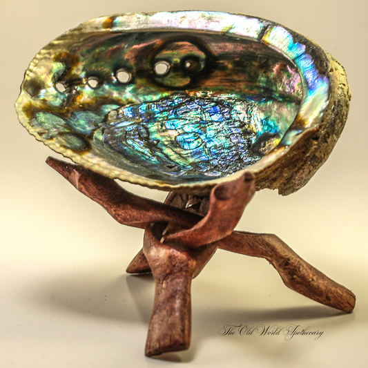 Premium Abalone Shell Bowls * Small