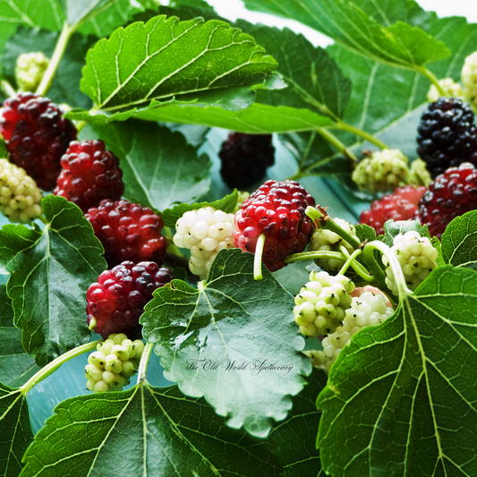 Organic Mulberry Tincture 2 Fluid oz