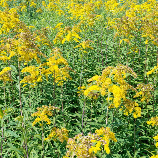 Organic Goldenrod Tincture 2 fluid oz