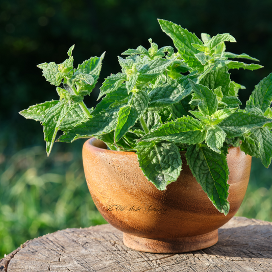 Organic Lemon Balm Tincture 2 fluid oz