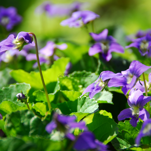 Organic Violet Flower Tincture 2 fluid oz