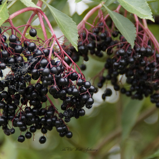 Organic Elderberry Tincture 2 fluid oz