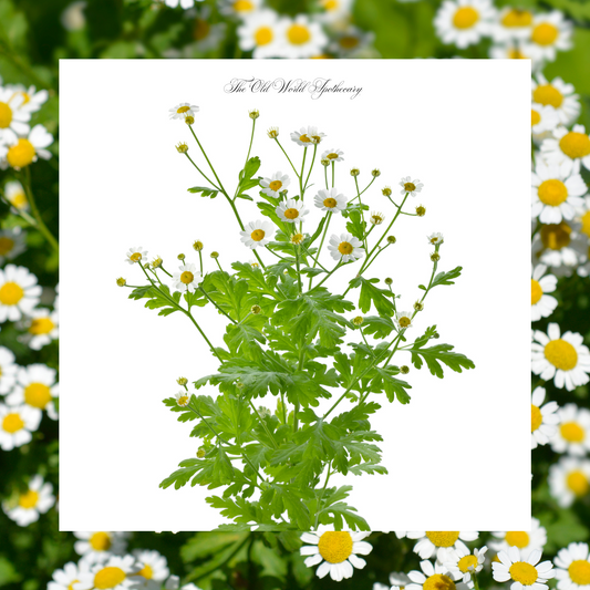 Organic Feverfew Tincture 2 fluid oz