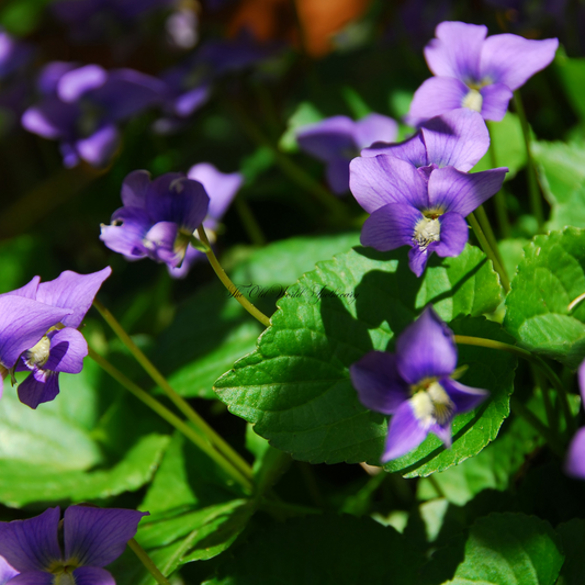 Organic Violet Leaf Tincture 2 fluid oz