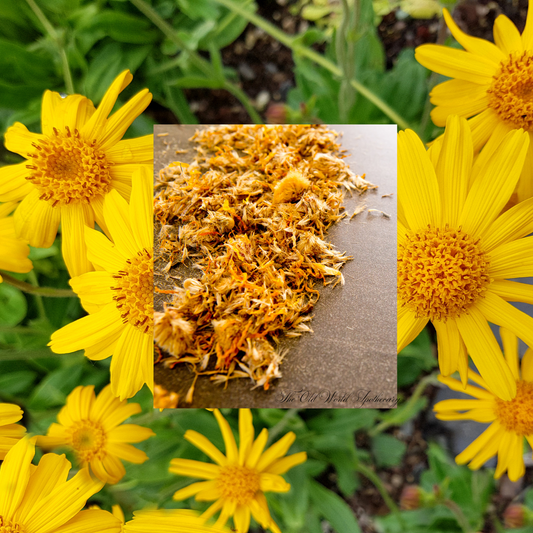 Organic Arnica Flower Tincture 2 fluid oz