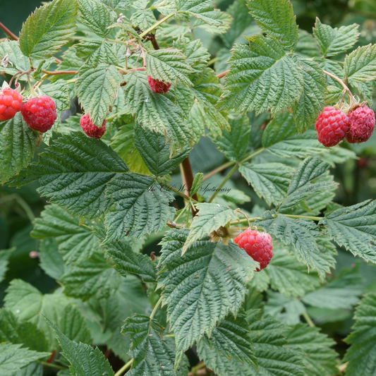 Organic Red Raspberry Leaf Tincture 2 fluid oz