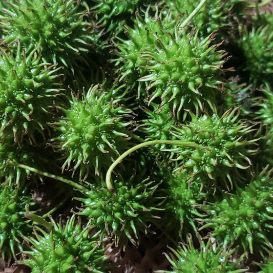 Organic Sweet Gum Ball Tincture 2 fluid oz