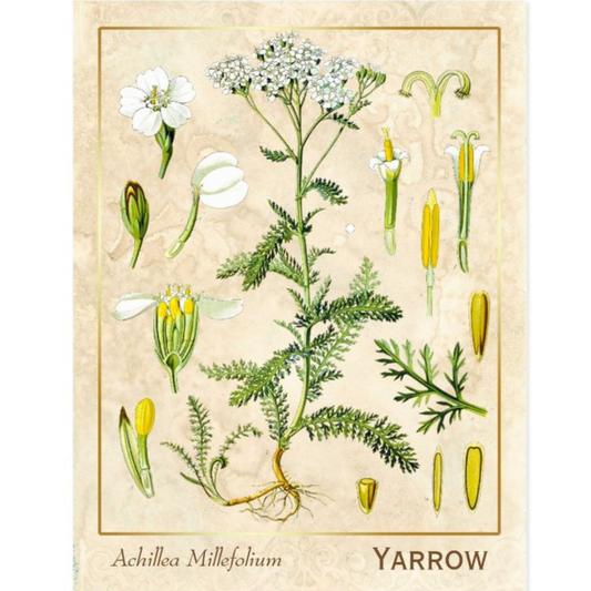 Organic Yarrow Tincture 2 fluid oz